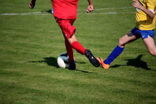 世界男子排球联赛意大利主场折桂，意大利男子排球联赛直播